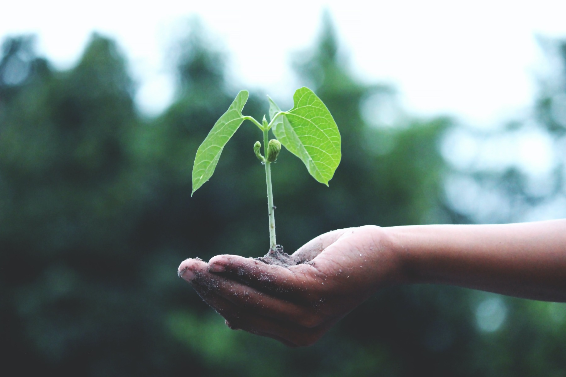 Planting a tree